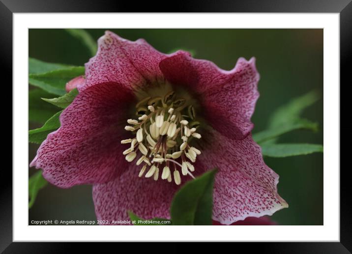 Pretty pink Hellebore Framed Mounted Print by Angela Redrupp
