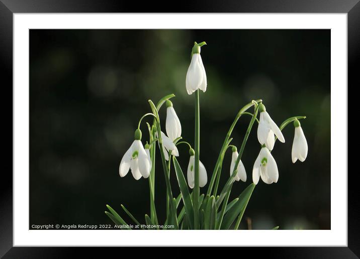 Snowdrops  Framed Mounted Print by Angela Redrupp