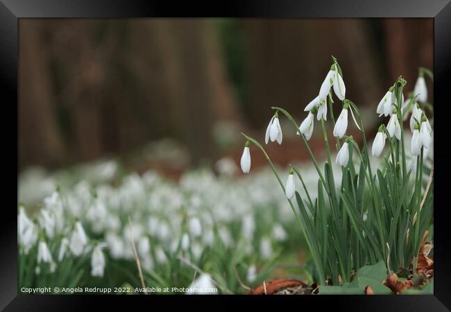 Snowdrops in woodland Framed Print by Angela Redrupp