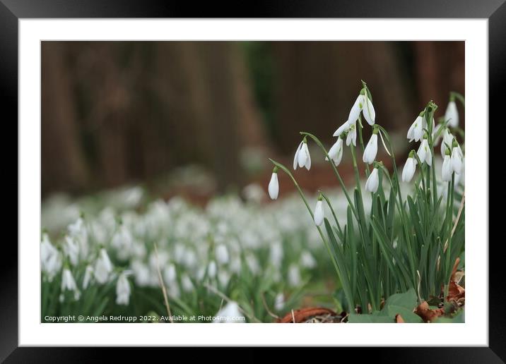 Snowdrops in woodland Framed Mounted Print by Angela Redrupp