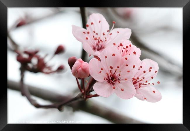 Cherry blossom Framed Print by Angela Redrupp