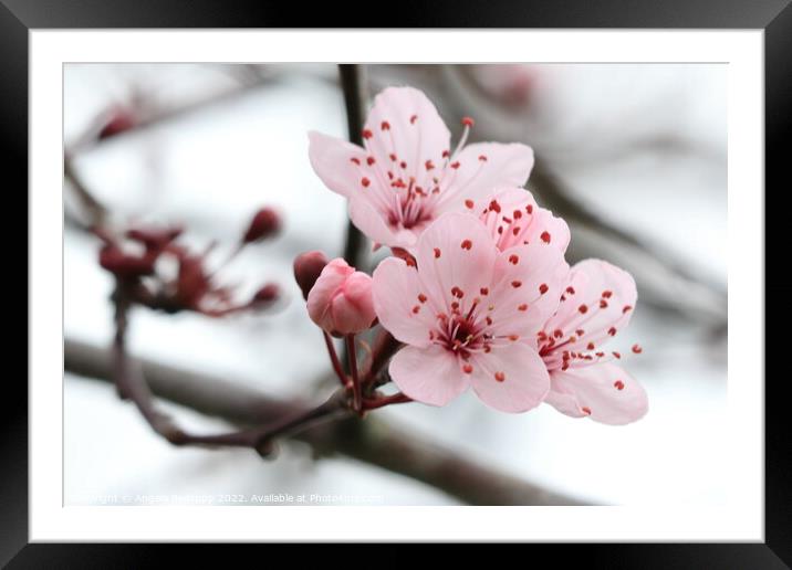 Cherry blossom Framed Mounted Print by Angela Redrupp