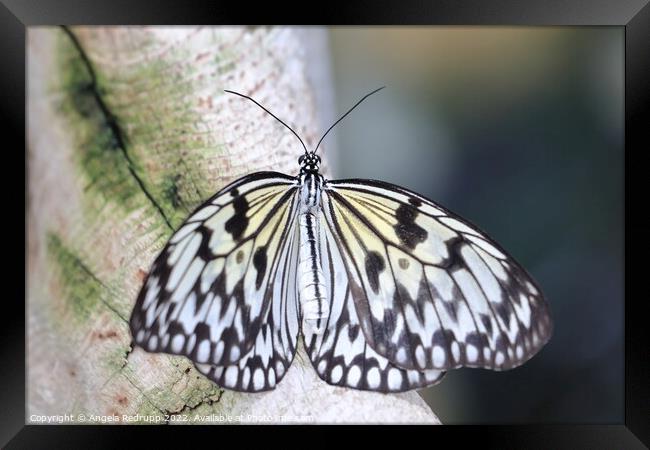 Butterfly on a branch Framed Print by Angela Redrupp