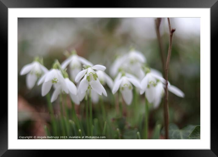 Close up of snowdrops Framed Mounted Print by Angela Redrupp