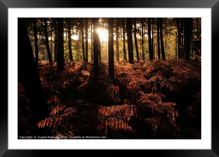 Woodland autumn sun Framed Mounted Print by Angela Redrupp