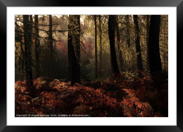 Autumn in the woods Framed Mounted Print by Angela Redrupp