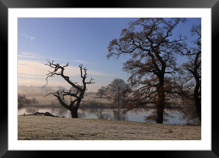 Trees in the frost Framed Mounted Print by Angela Redrupp