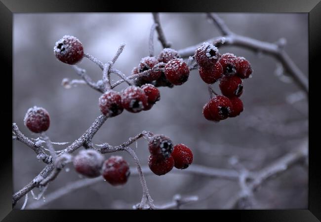 Frosty berries Framed Print by Angela Redrupp