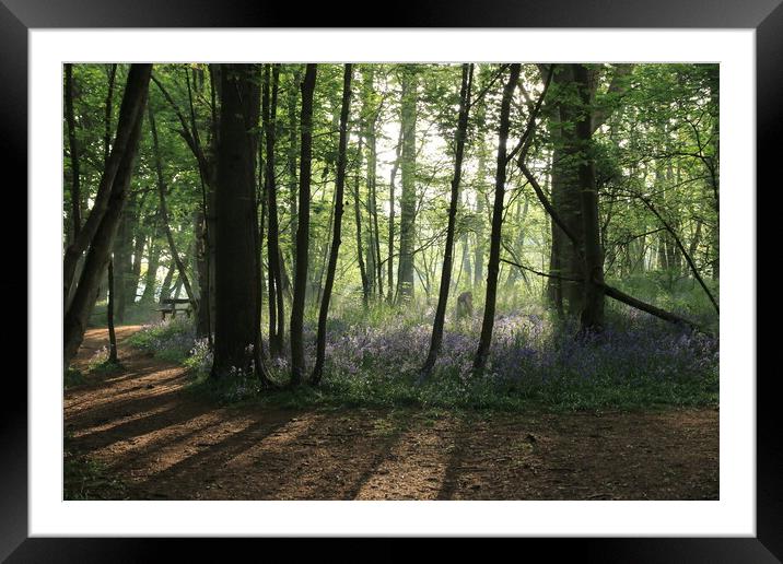 A walk in the bluebells 1 Framed Mounted Print by Angela Redrupp