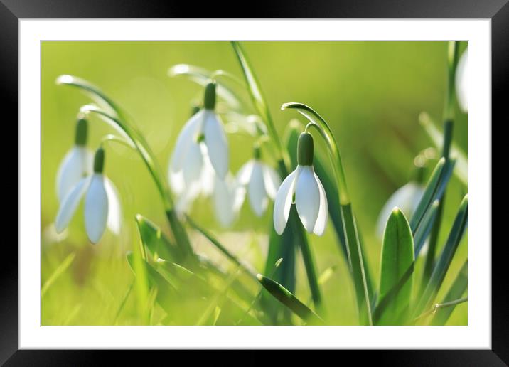 Snowdrops 1 Framed Mounted Print by Angela Redrupp