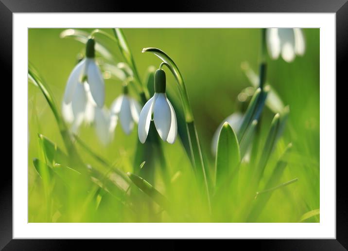 Snowdrops 2 Framed Mounted Print by Angela Redrupp