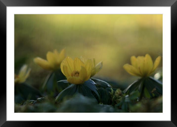 Aconites 1 Framed Mounted Print by Angela Redrupp