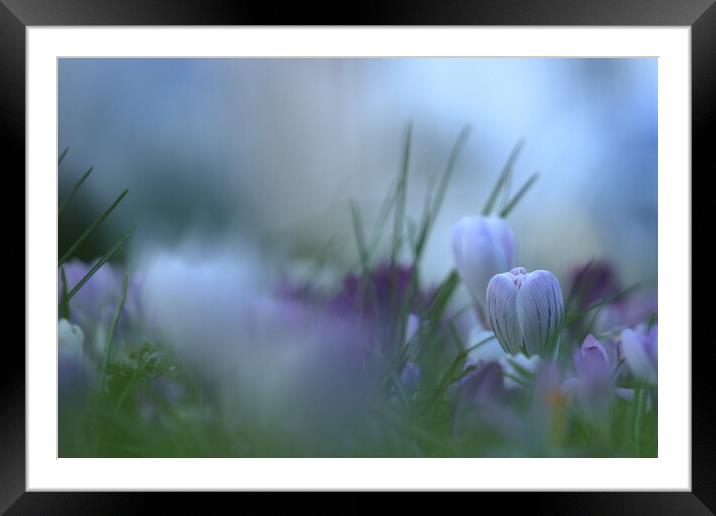 Crocus 2 Framed Mounted Print by Angela Redrupp