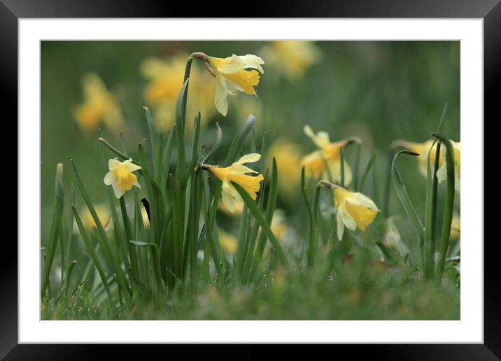 Daffodils 1 Framed Mounted Print by Angela Redrupp