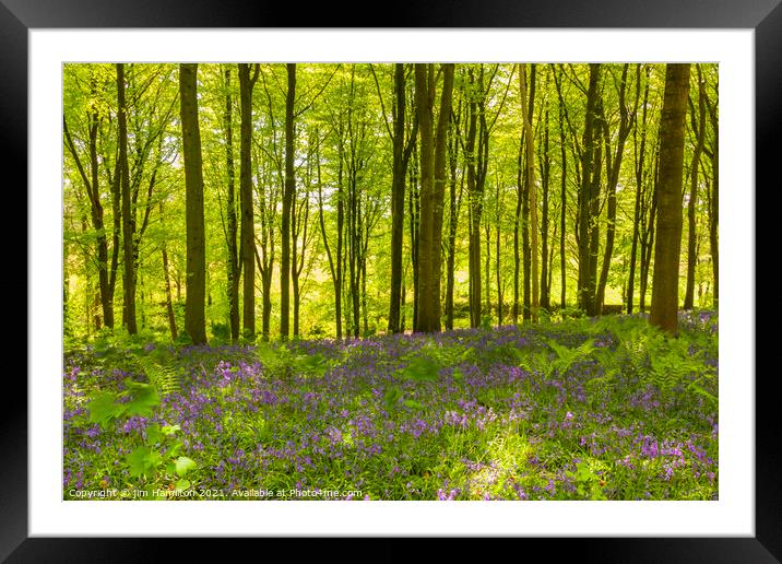 In the forest  Framed Mounted Print by jim Hamilton