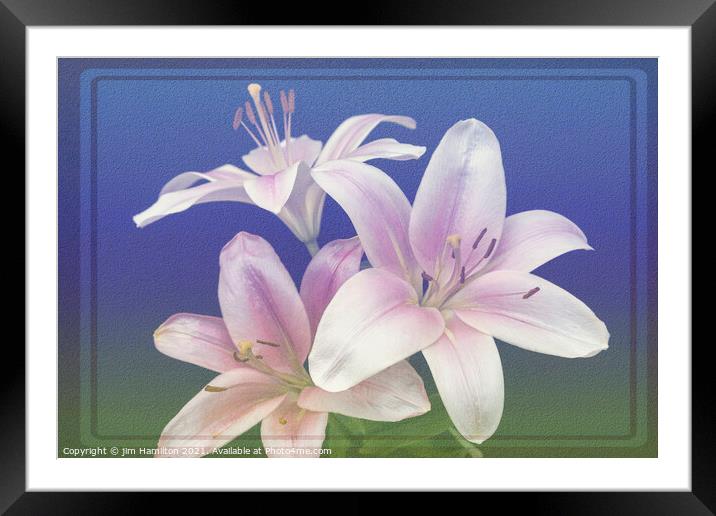 Asiatic Lily Framed Mounted Print by jim Hamilton