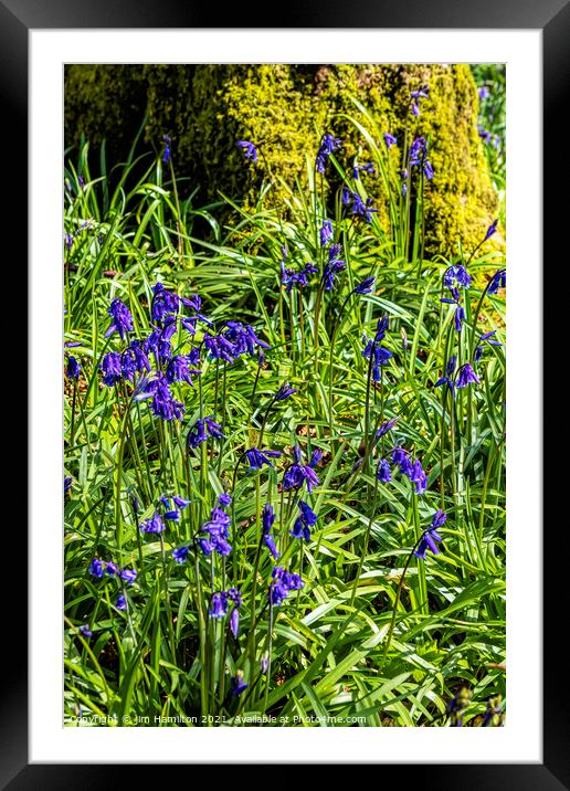 Bluebell wood Framed Mounted Print by jim Hamilton