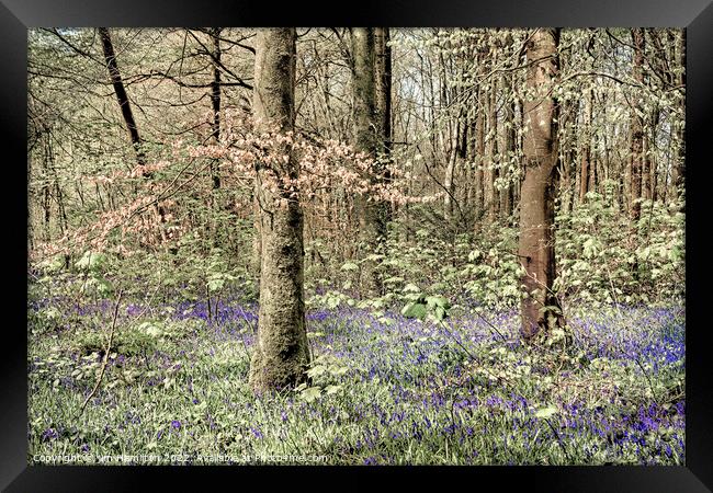 Bluebells in the Forest Framed Print by jim Hamilton