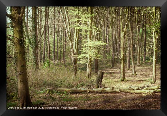 Portglenone Forest Framed Print by jim Hamilton