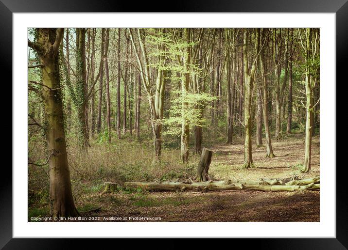 Portglenone Forest Framed Mounted Print by jim Hamilton