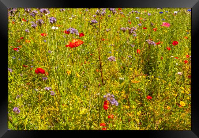 Wildflower meadow Framed Print by jim Hamilton