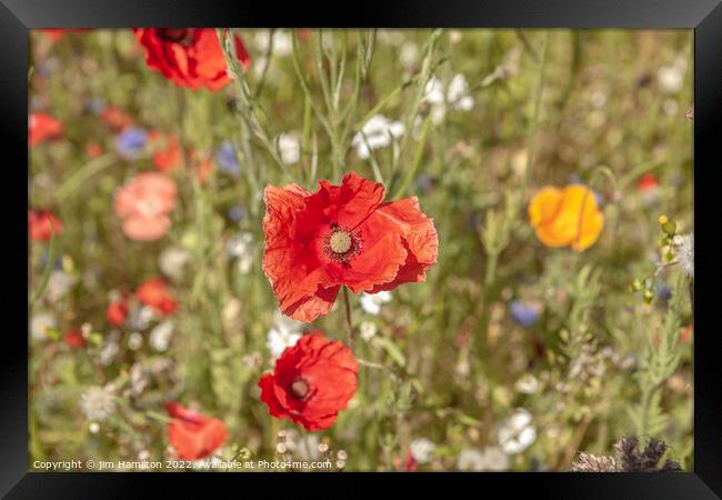 Poppies Framed Print by jim Hamilton