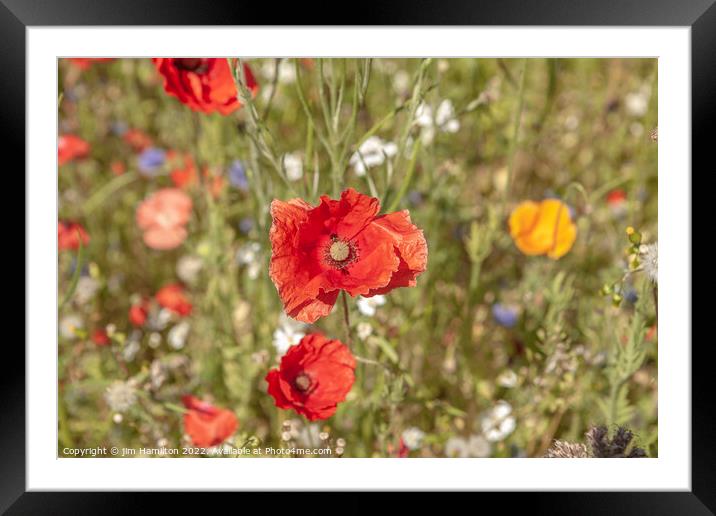 Poppies Framed Mounted Print by jim Hamilton
