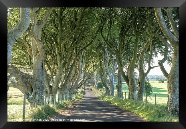 The Enchanting Tree Tunnel of Northern Ireland Framed Print by jim Hamilton