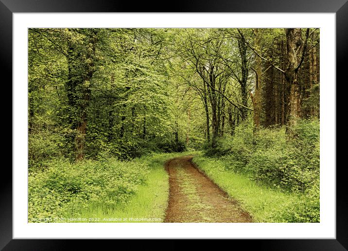 Through the Forest Framed Mounted Print by jim Hamilton
