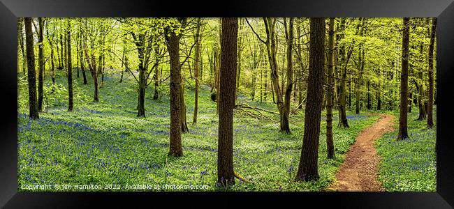 Springtime in the forest Framed Print by jim Hamilton