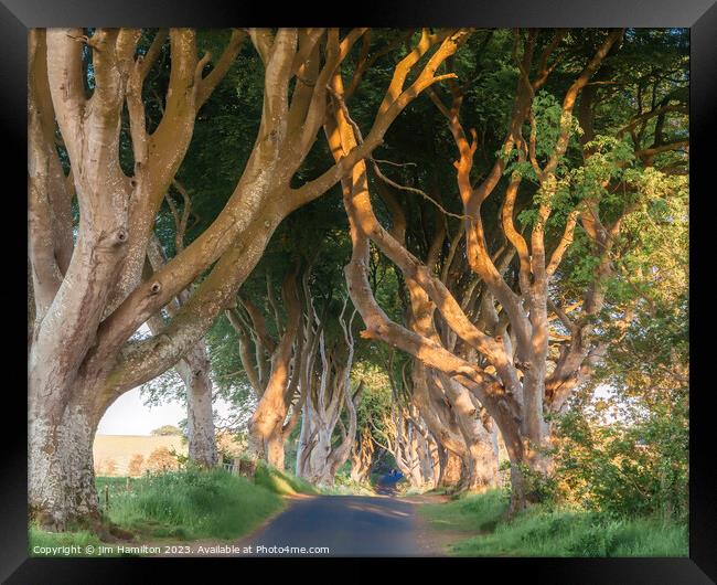 Awe-inspiring Beech Tree Avenue Framed Print by jim Hamilton