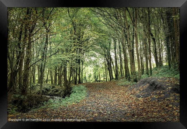 Enchanting Downhill Forest, Northern Ireland Framed Print by jim Hamilton
