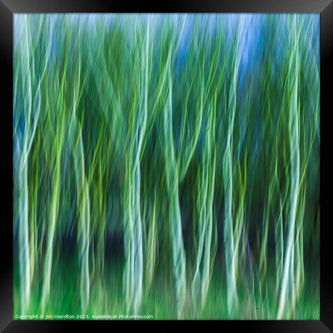 Trees in motion Framed Print by jim Hamilton