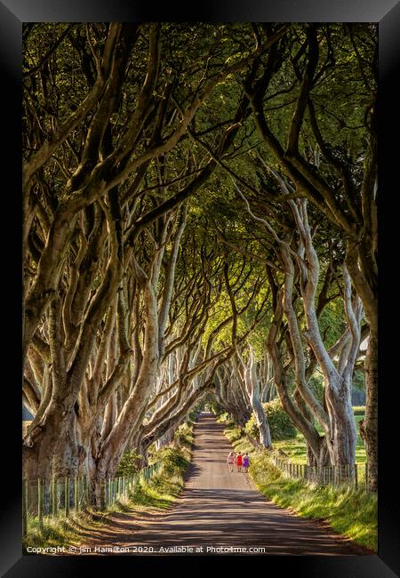 Dark hedges, Northern Ireland Framed Print by jim Hamilton