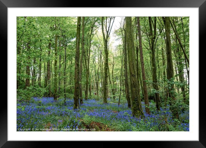 Bluebell Wood Framed Mounted Print by jim Hamilton