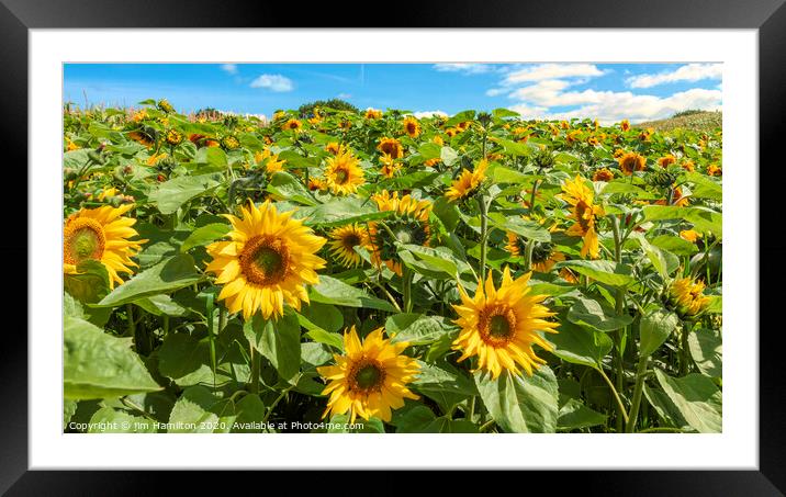 Sunflowers Framed Mounted Print by jim Hamilton