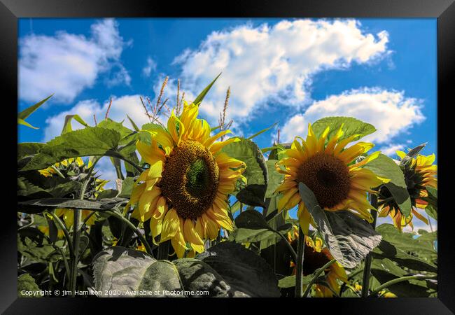 Sunflowers Framed Print by jim Hamilton