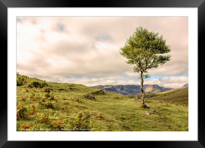 The Lone Tree Framed Mounted Print by jim Hamilton