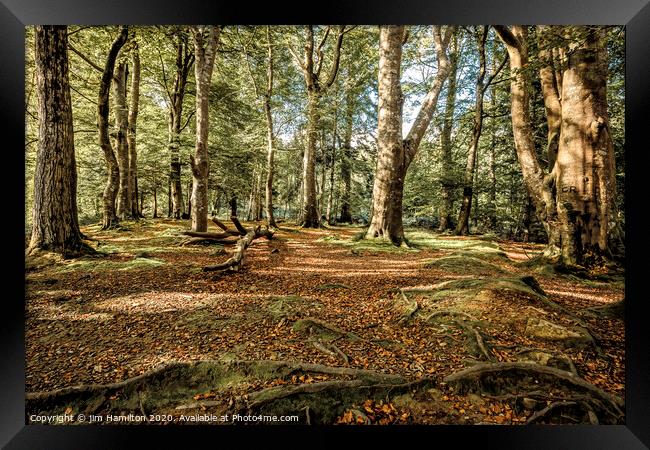 Tollymore Forest Park, Northern Ireland Framed Print by jim Hamilton