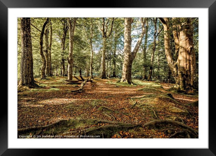 Tollymore Forest Park, Northern Ireland Framed Mounted Print by jim Hamilton
