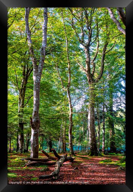Tollymore forest park Framed Print by jim Hamilton