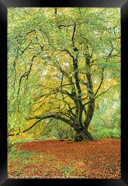 The Old Tree Framed Print by jim Hamilton