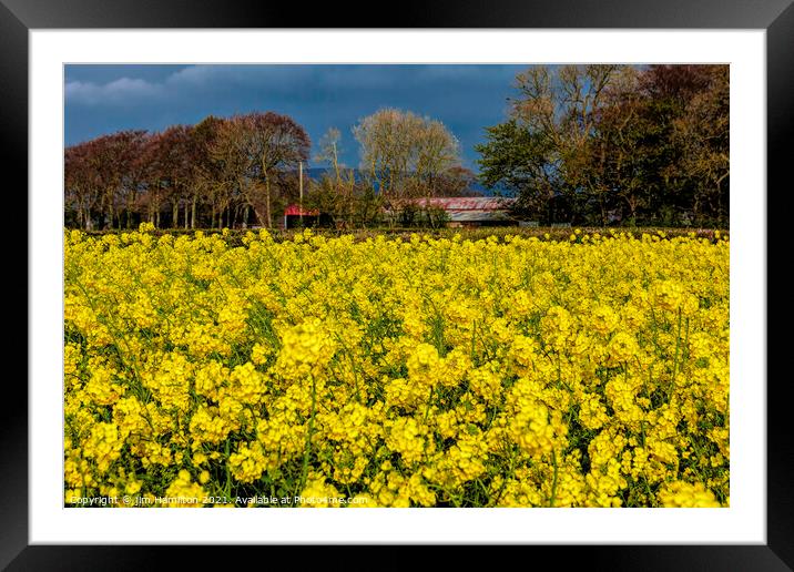 Golden Harvest Framed Mounted Print by jim Hamilton