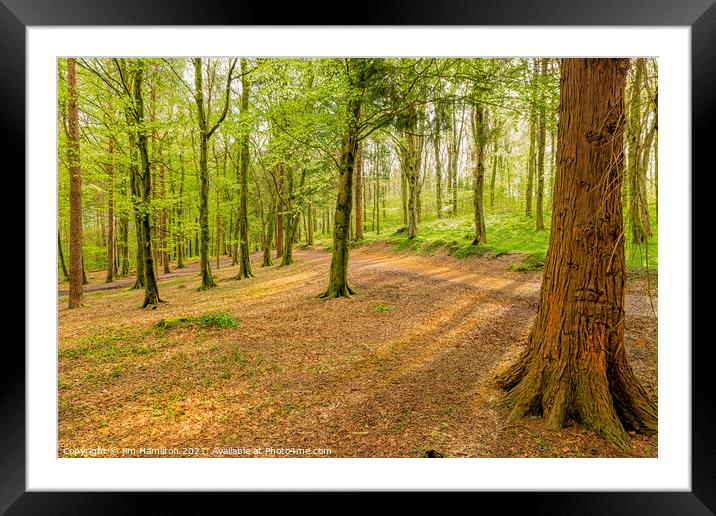 Tranquil Forest Framed Mounted Print by jim Hamilton