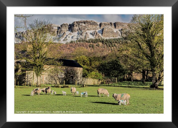 Lambing season Framed Mounted Print by jim Hamilton
