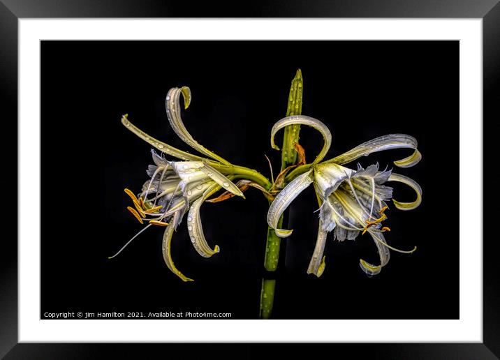 Spider Lily Framed Mounted Print by jim Hamilton