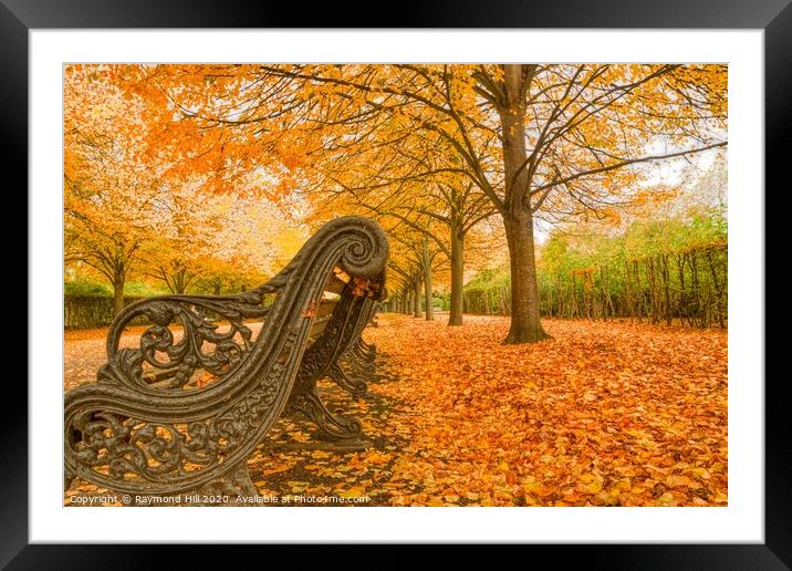 Autumn In Regents Park Framed Mounted Print by Raymond Hill