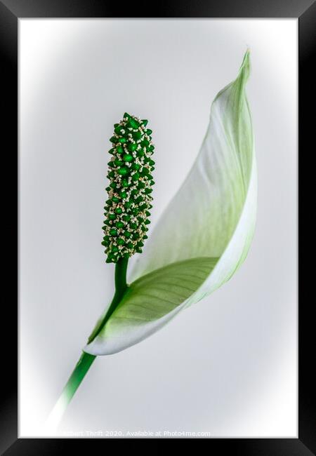 Peace Lily Framed Print by Robert Thrift