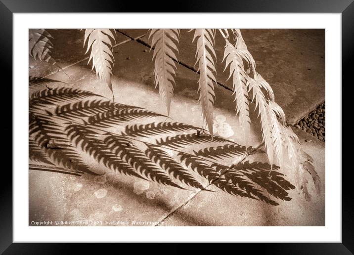 Fern and shadow Framed Mounted Print by Robert Thrift