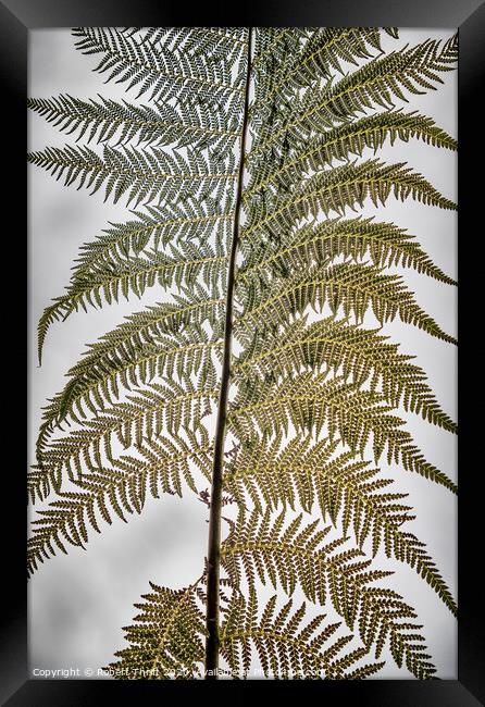 Tree fern frond Framed Print by Robert Thrift